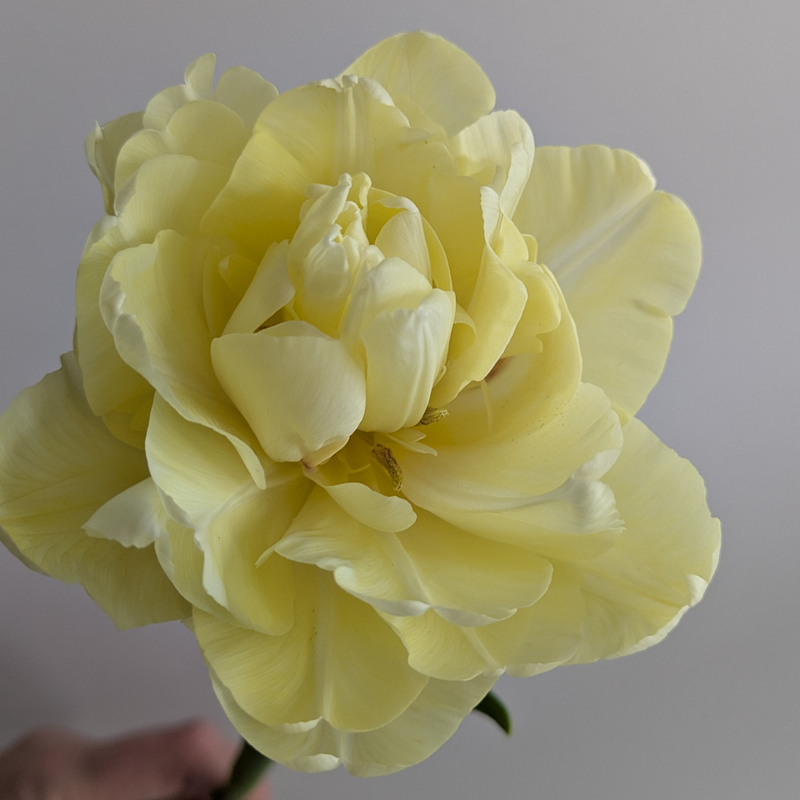 Avant Garde Tulip Bulbs