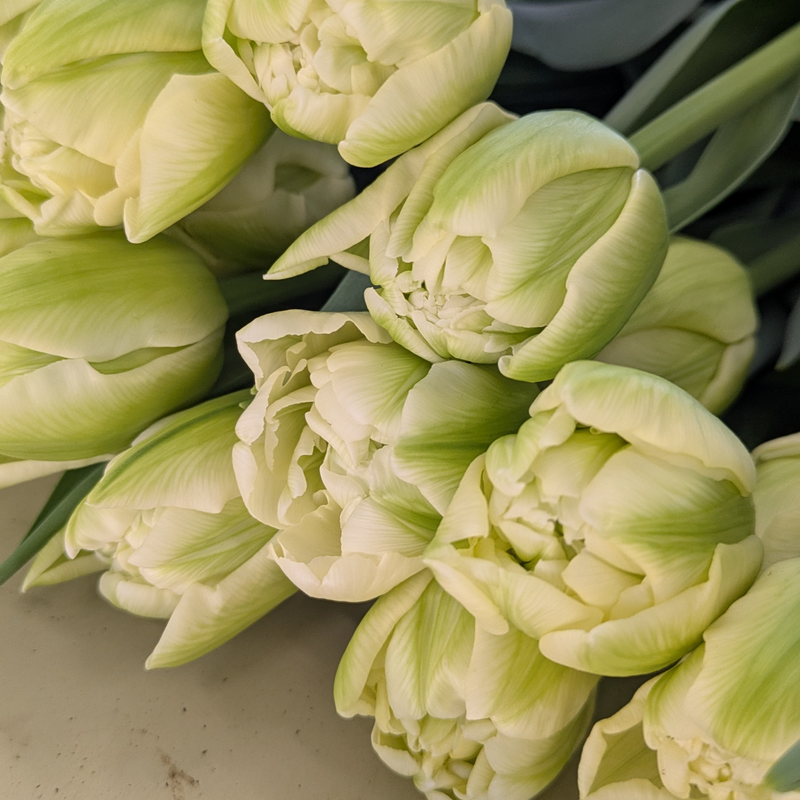 Avant Garde Tulip Bulbs