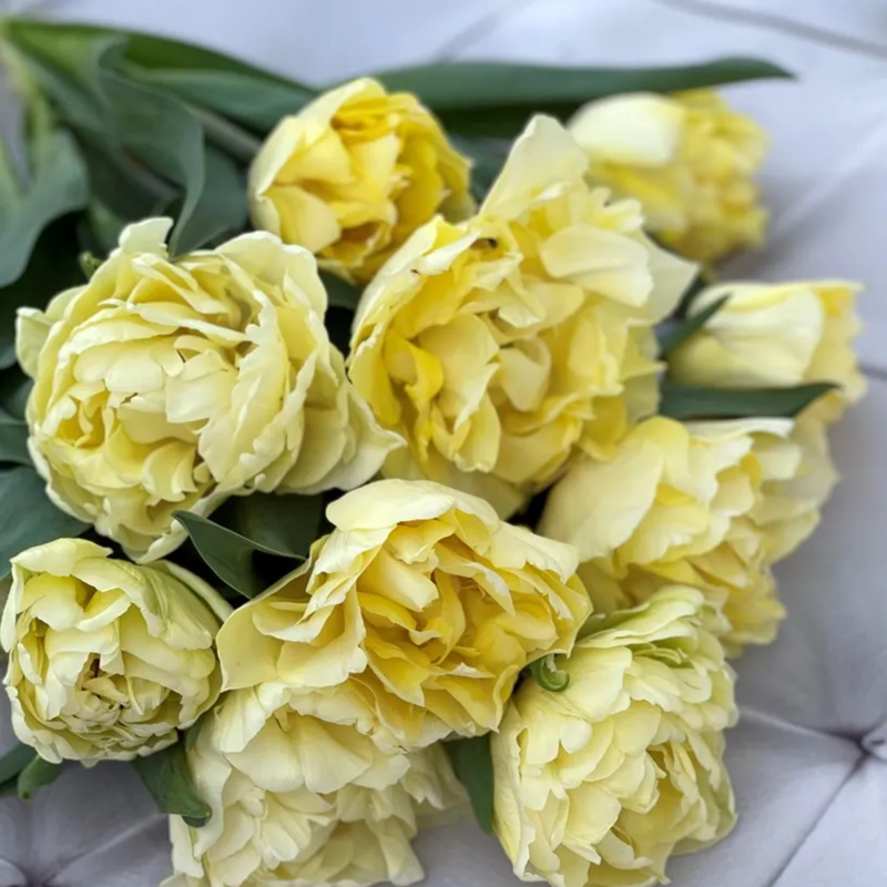 Avant Garde Tulip Bulbs