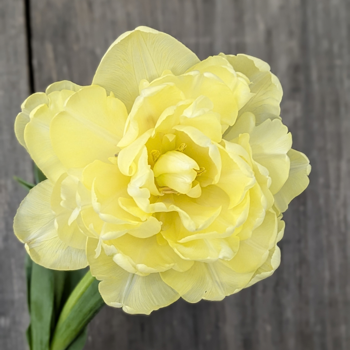 Avant Garde Tulip Bulbs
