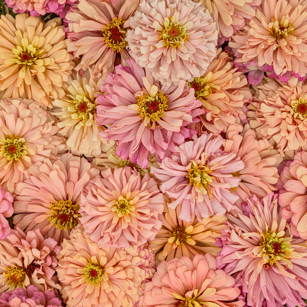 Zinnia - Ballerina Seeds