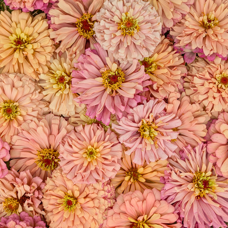 Zinnia - Ballerina Seeds