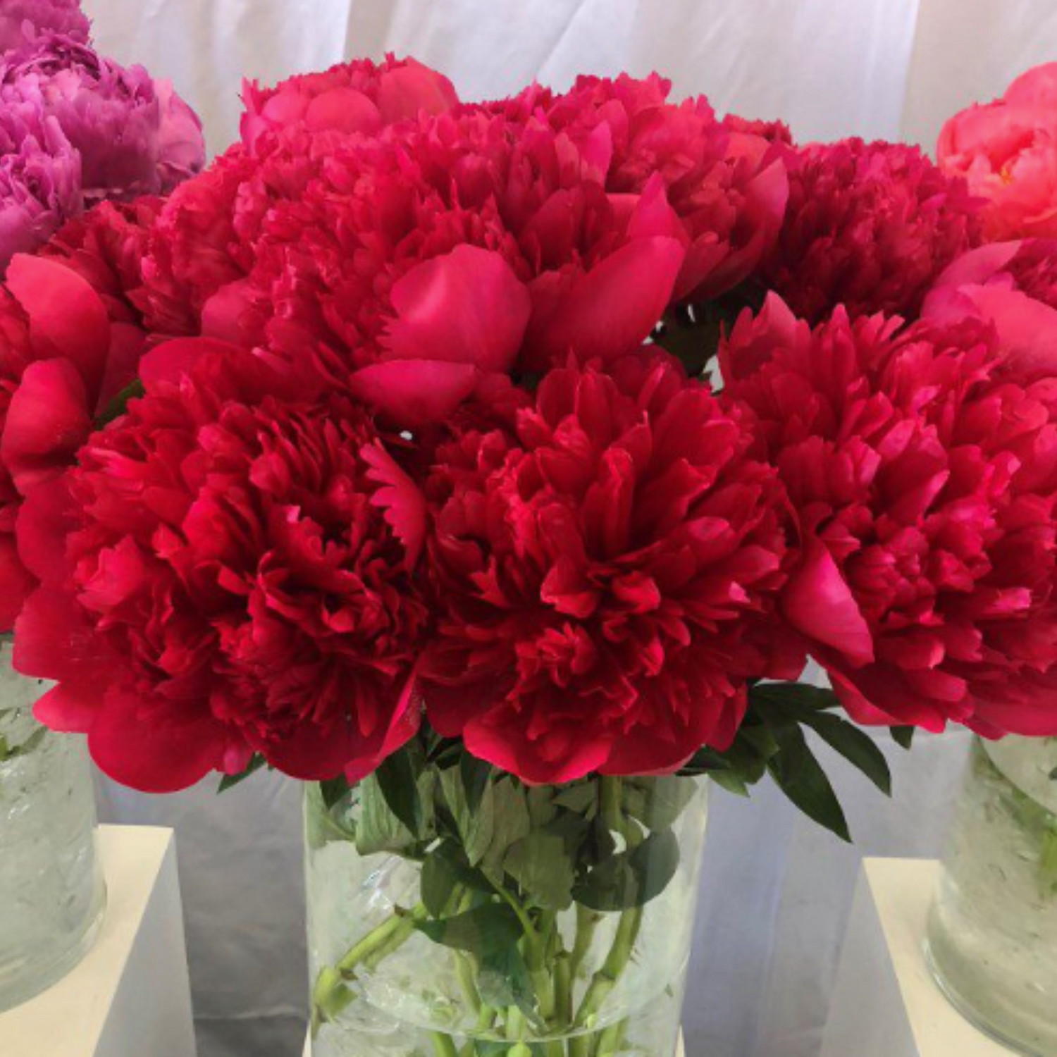 Belgravia Peony