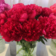 Belgravia Peony