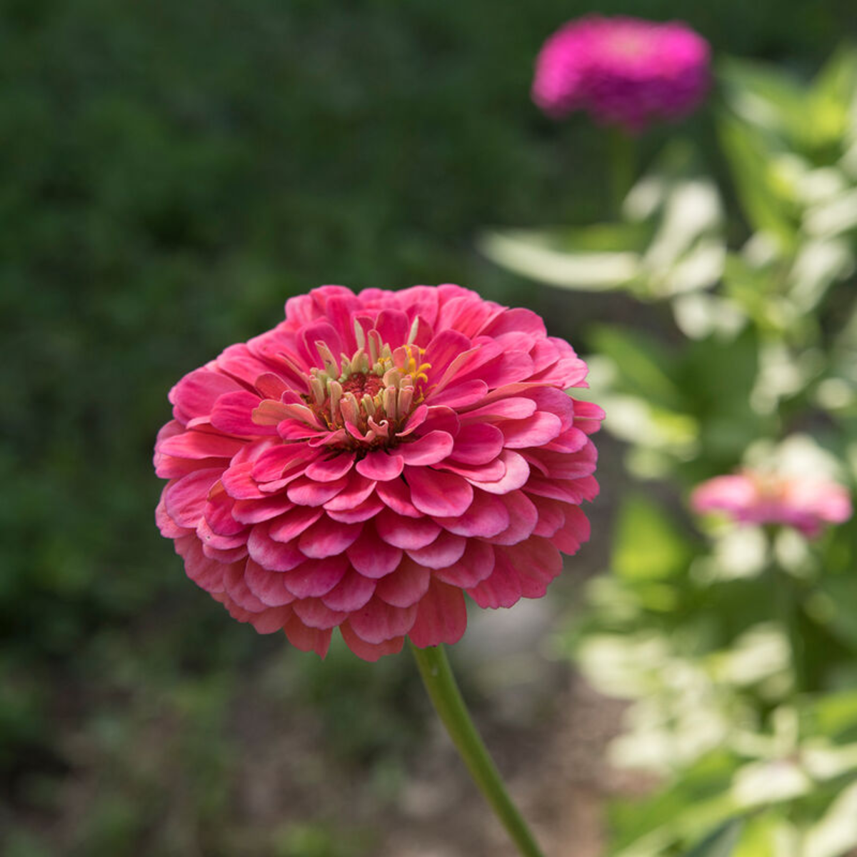 Zinnia - Benary's Giant Carmine Rose Seeds