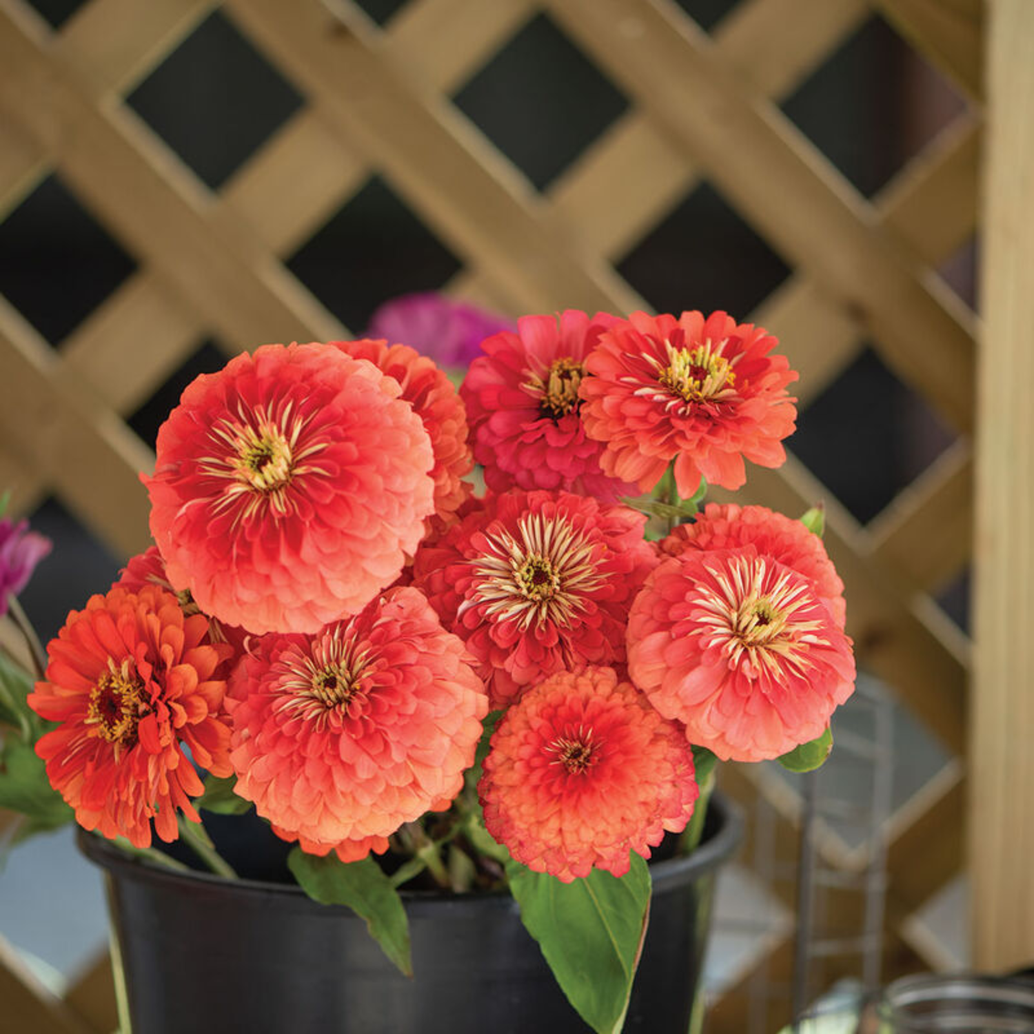 Zinnia - Benary's Giant Coral Seeds