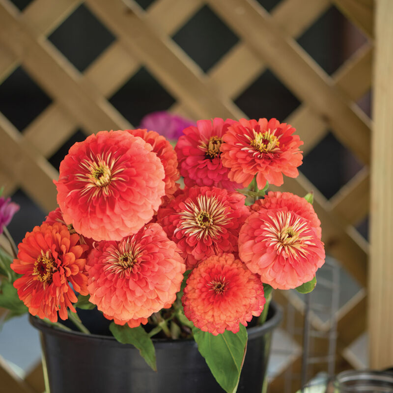 Zinnia - Benary's Giant Coral Seeds
