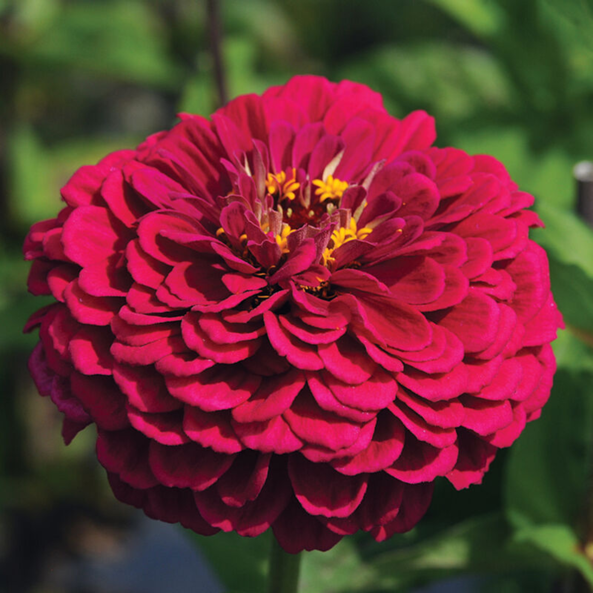 Zinnia - Benary's Giant Wine Seeds