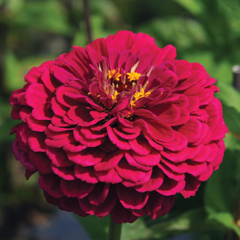 Zinnia - Benary's Giant Wine Seeds