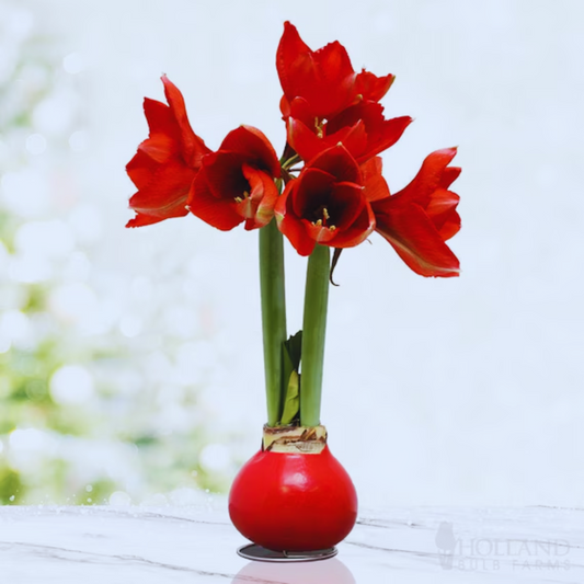 Waxed Amaryllis (25% off)