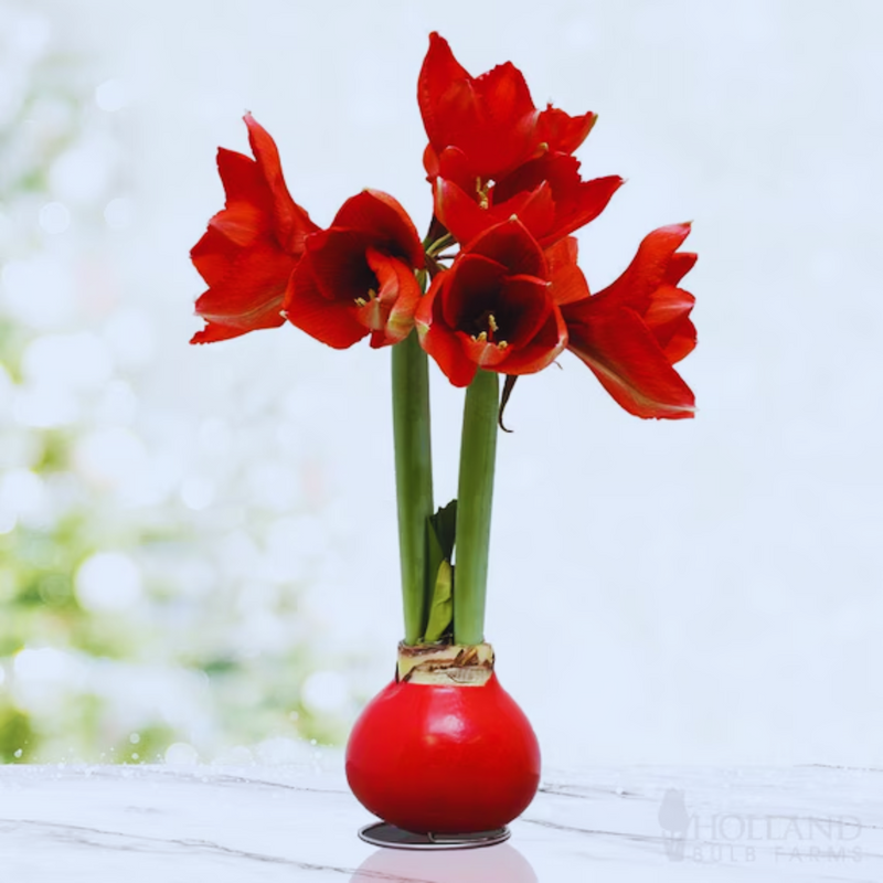 Waxed Amaryllis