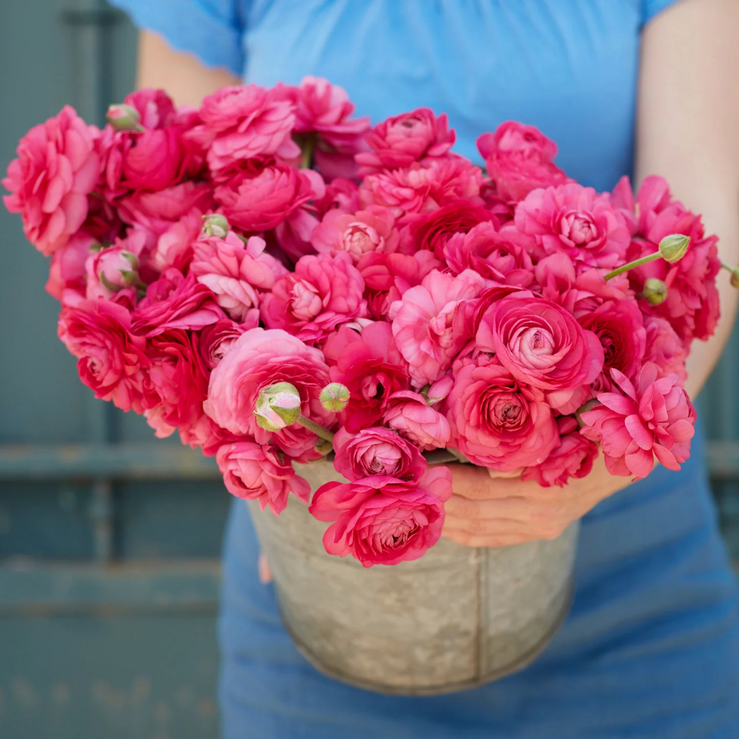 Bonbon Ranunculus