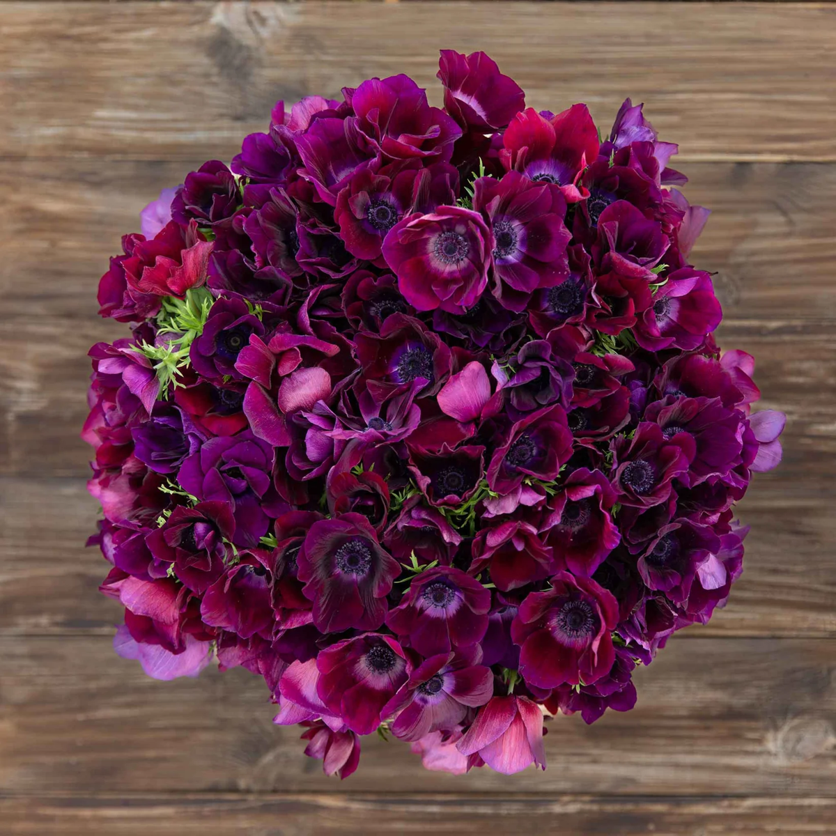 Bordeaux Anemone