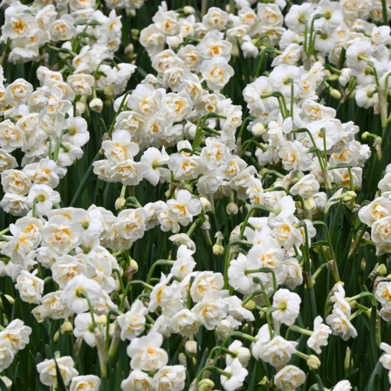 Bridal Crown Narcissus