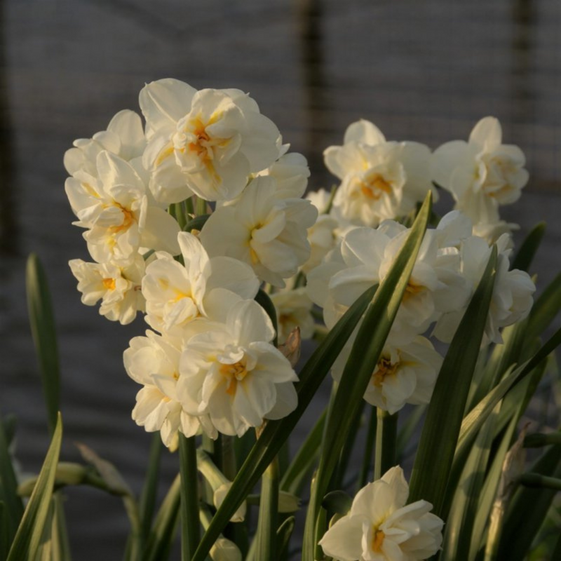 Bridal Crown Narcissus
