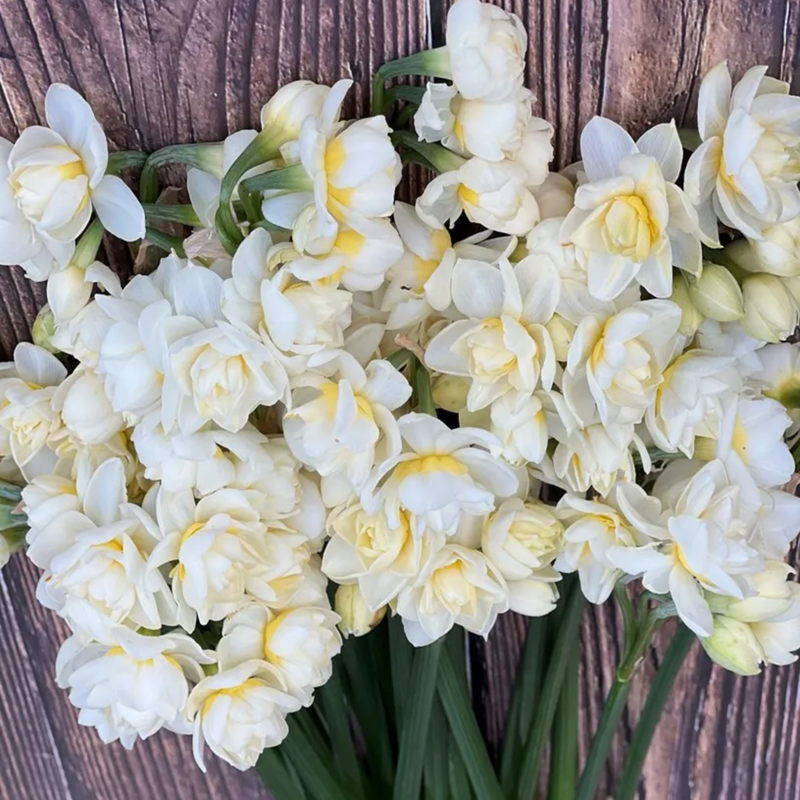Bridal Crown Narcissus
