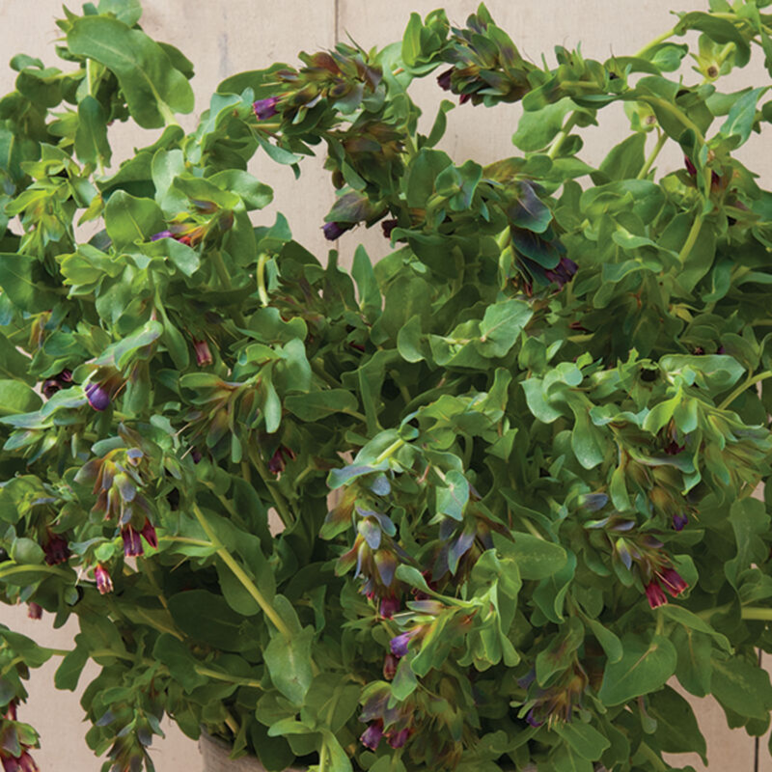 Cerinthe - Kiwi Blue Seeds