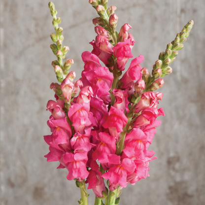 Snapdragon Seedlings