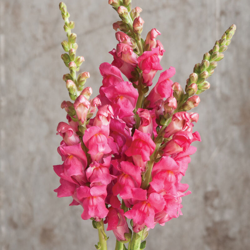 Snapdragon Seedlings