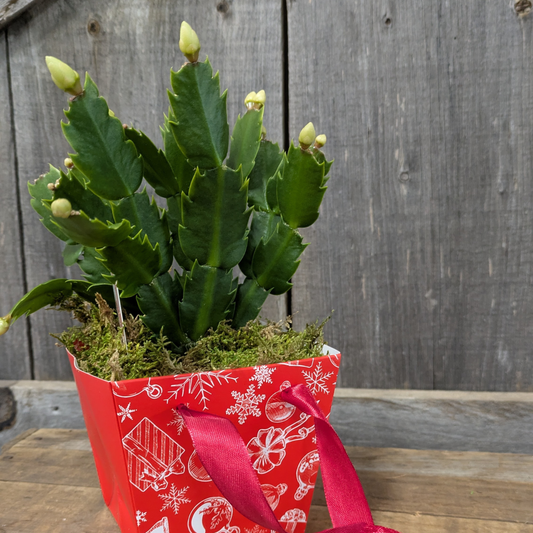 Christmas Cactus