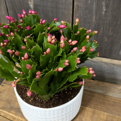 Christmas Cactus