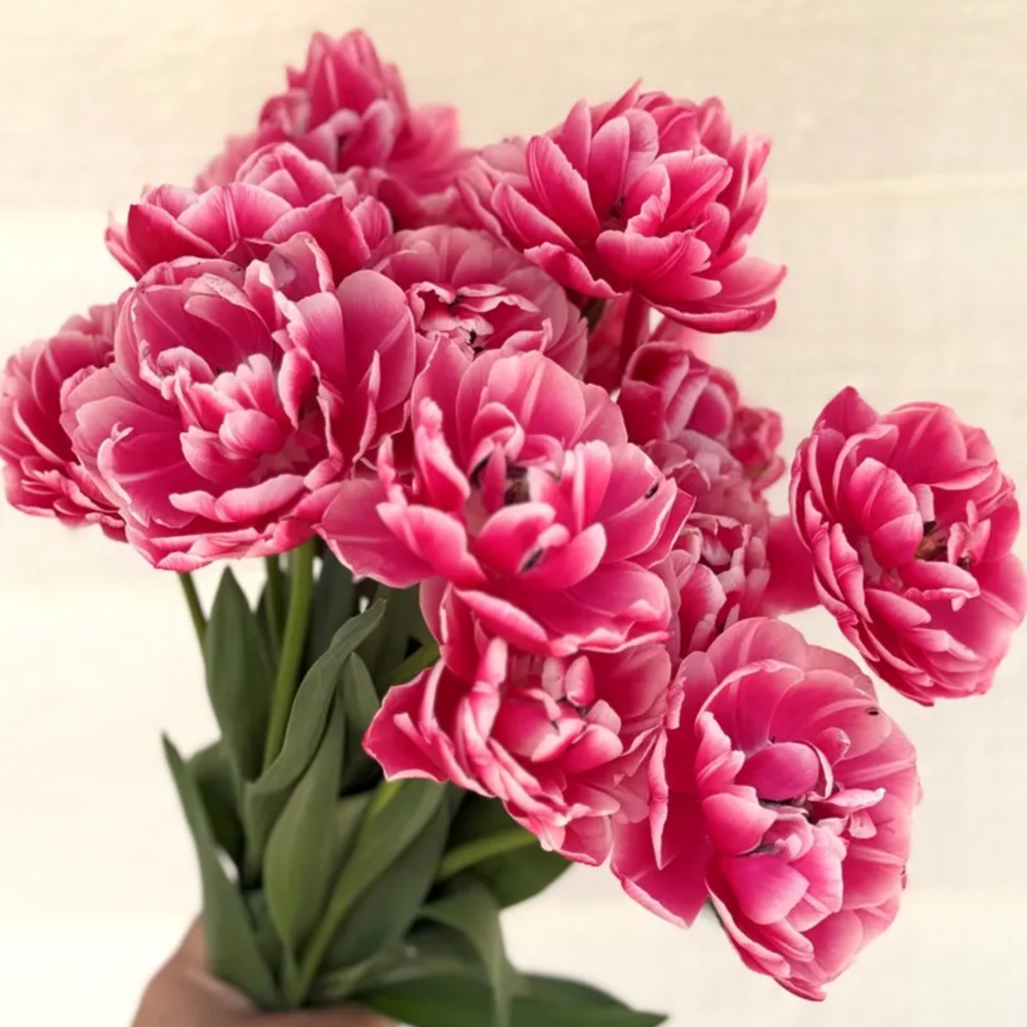 Columbus Tulip Bulbs
