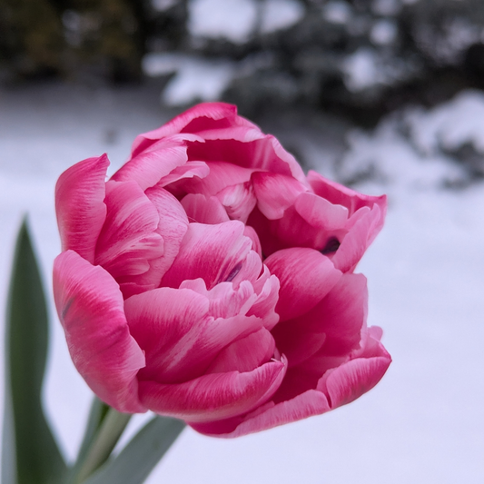 Columbus Tulip Bulbs