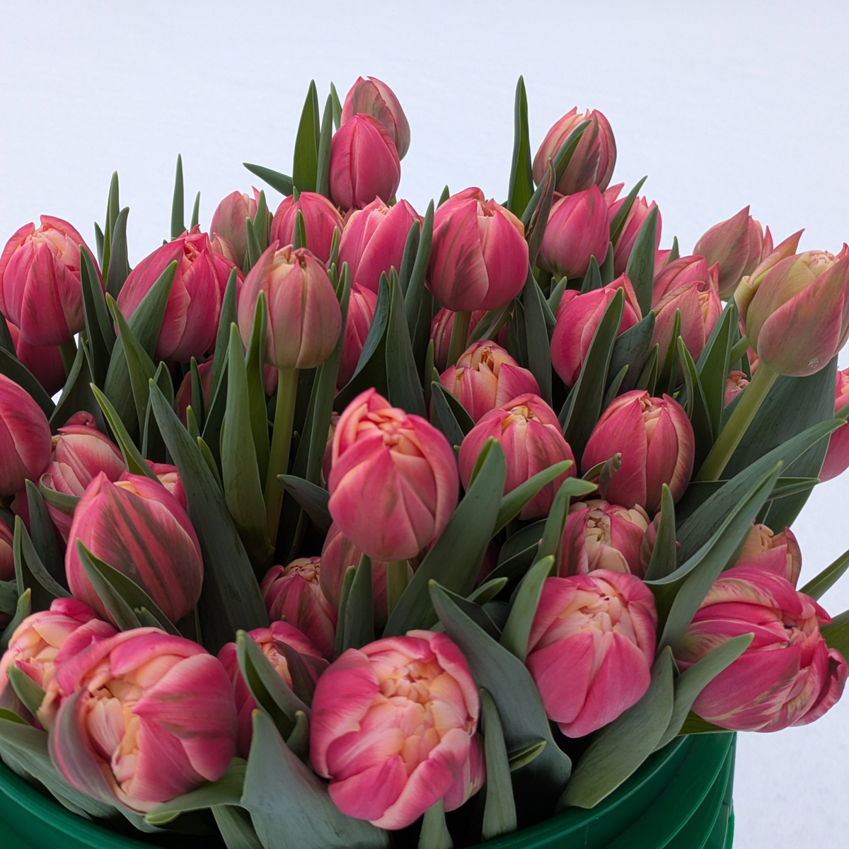 Columbus Tulip Bulbs