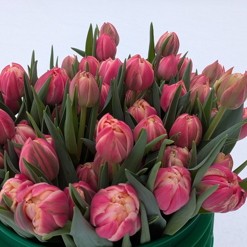 Columbus Tulip Bulbs