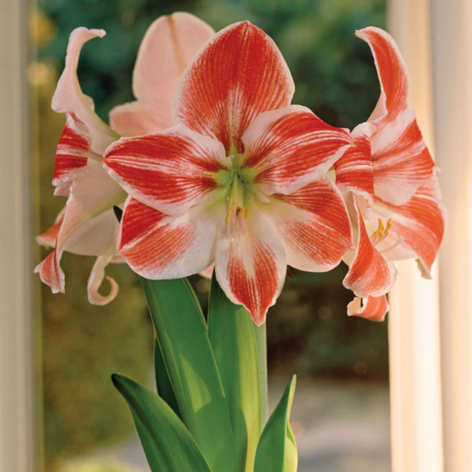 Potted Amaryllis