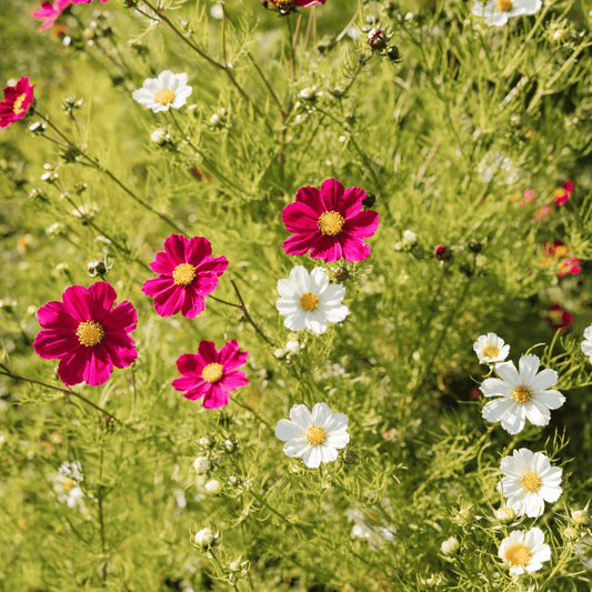 Learn to Press Flowers (Sept 13)