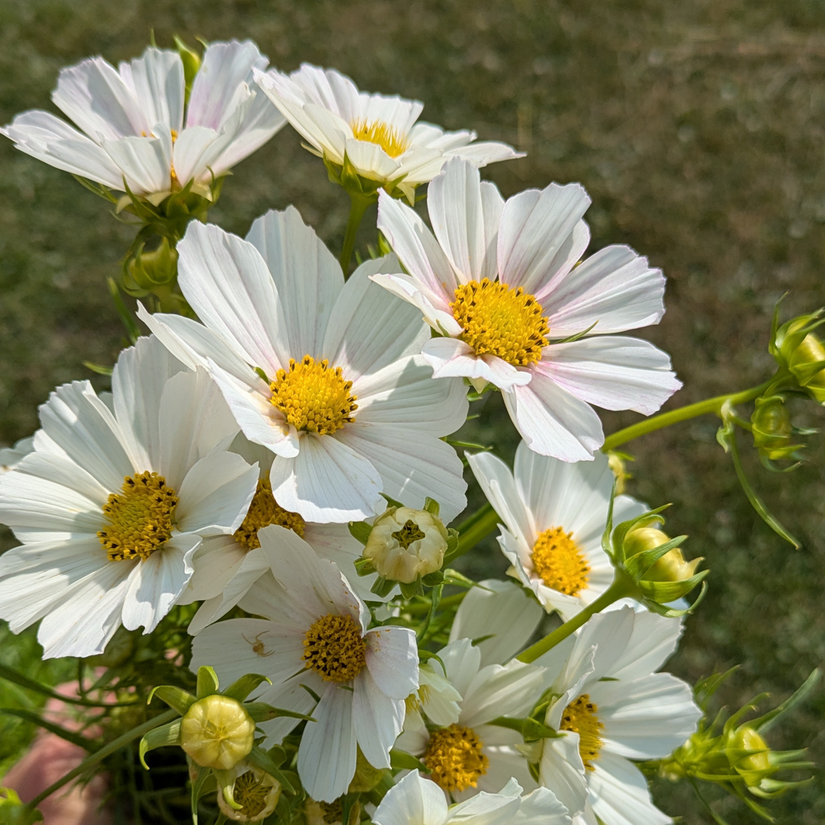 Cosmos - Versailles Flush Seed