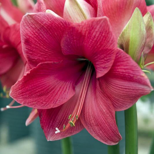 Potted Amaryllis