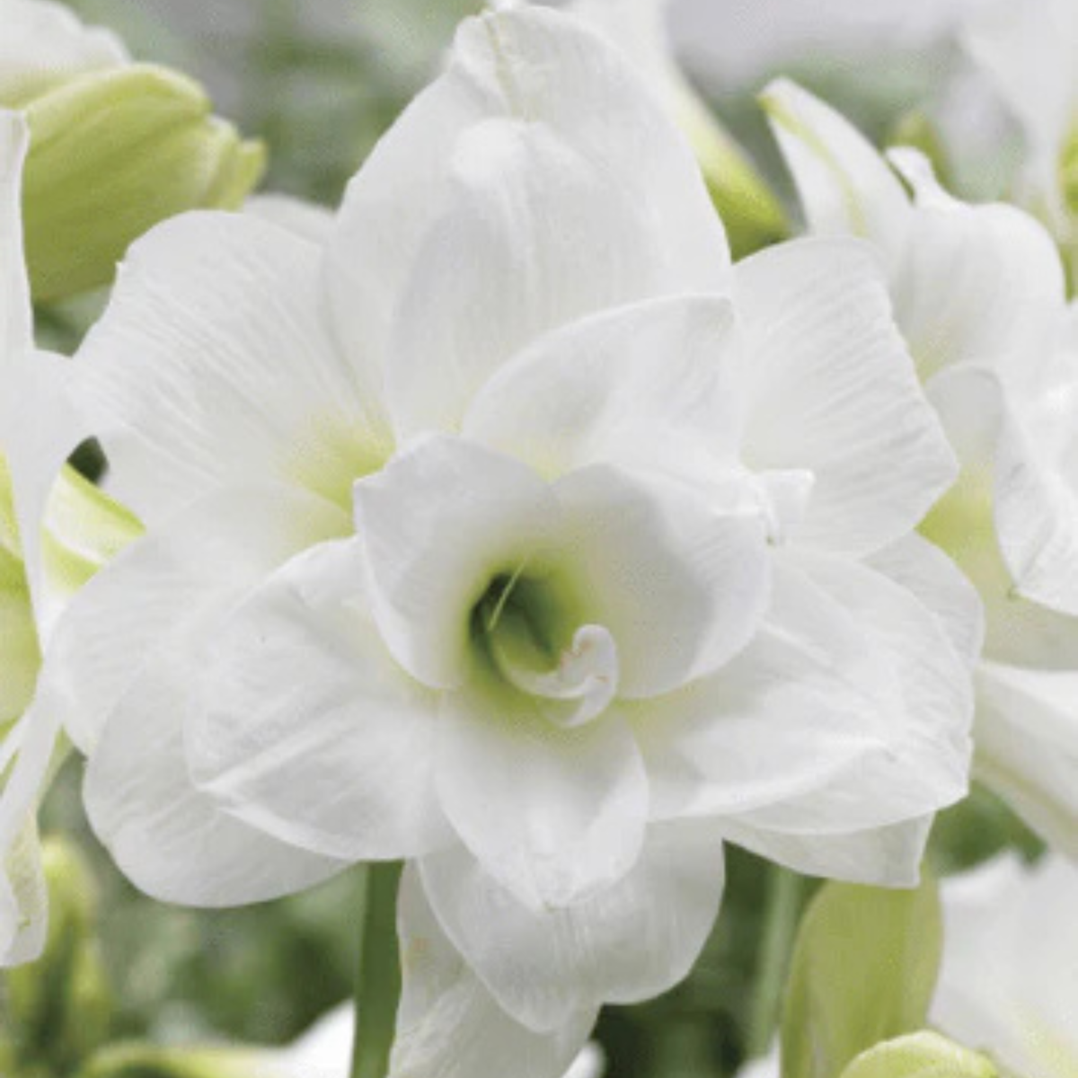 Potted Amaryllis