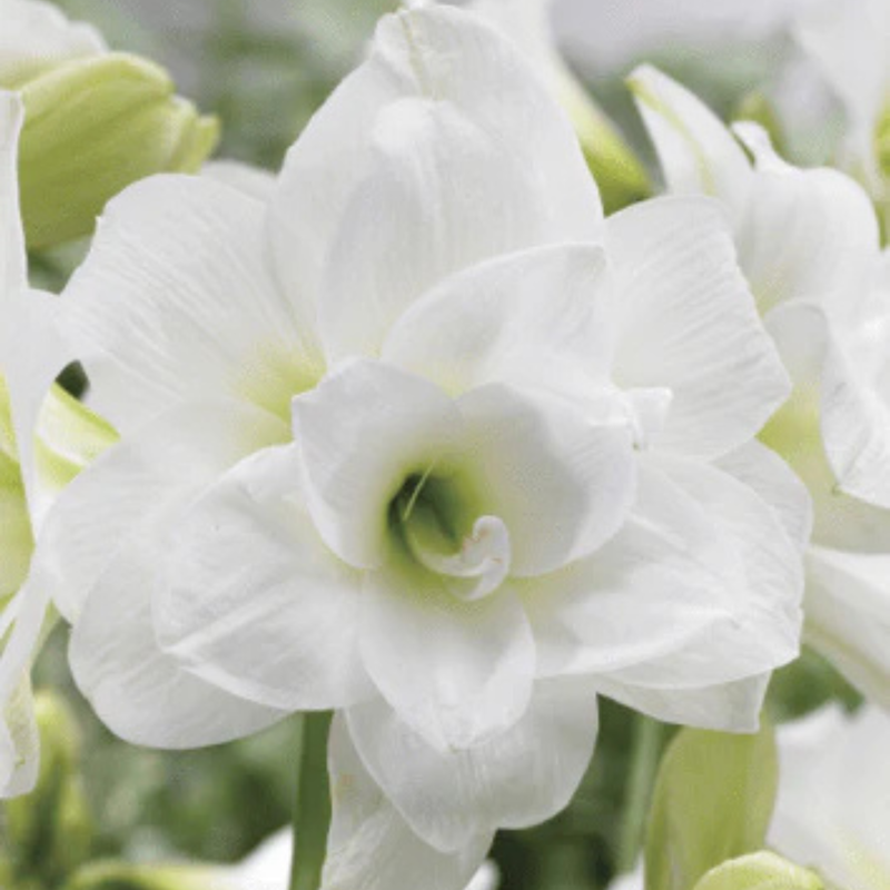 Potted Amaryllis