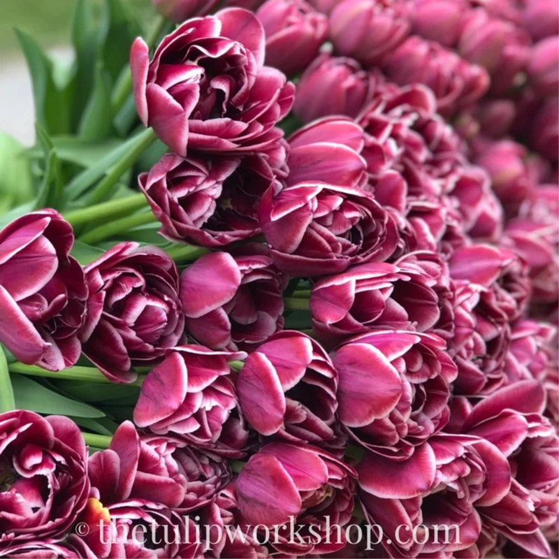 Dream Touch Tulip Bulbs