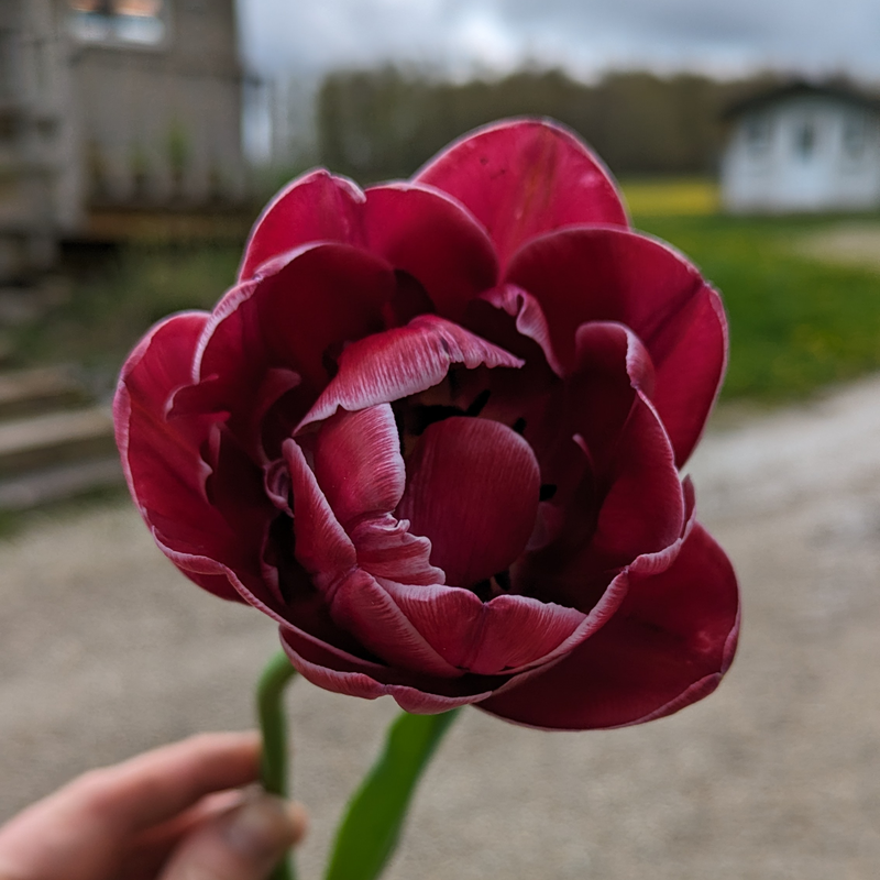 Dream Touch Tulip Bulbs