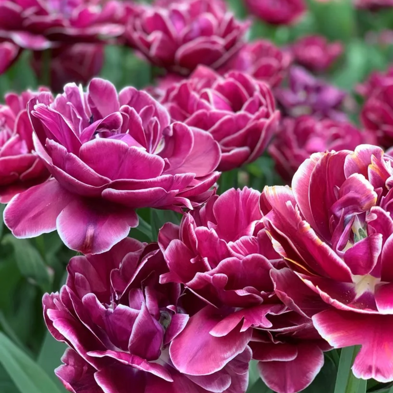 Dream Touch Tulip Bulbs