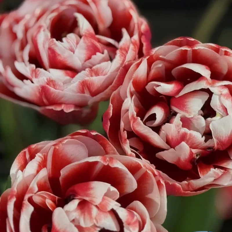 Drumline Tulip Bulbs