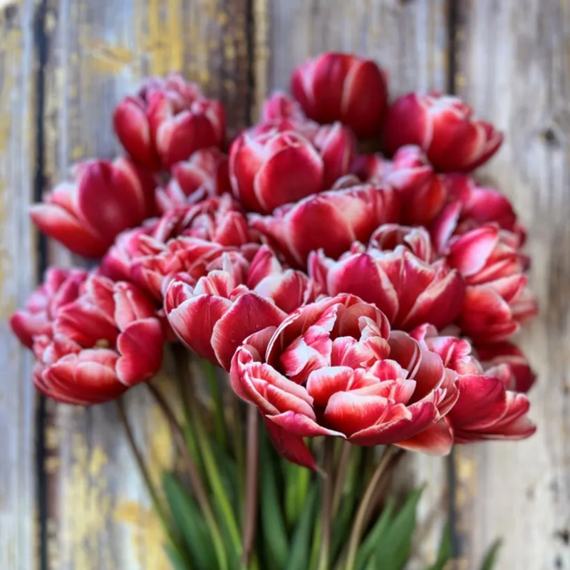 Drumline Tulip Bulbs