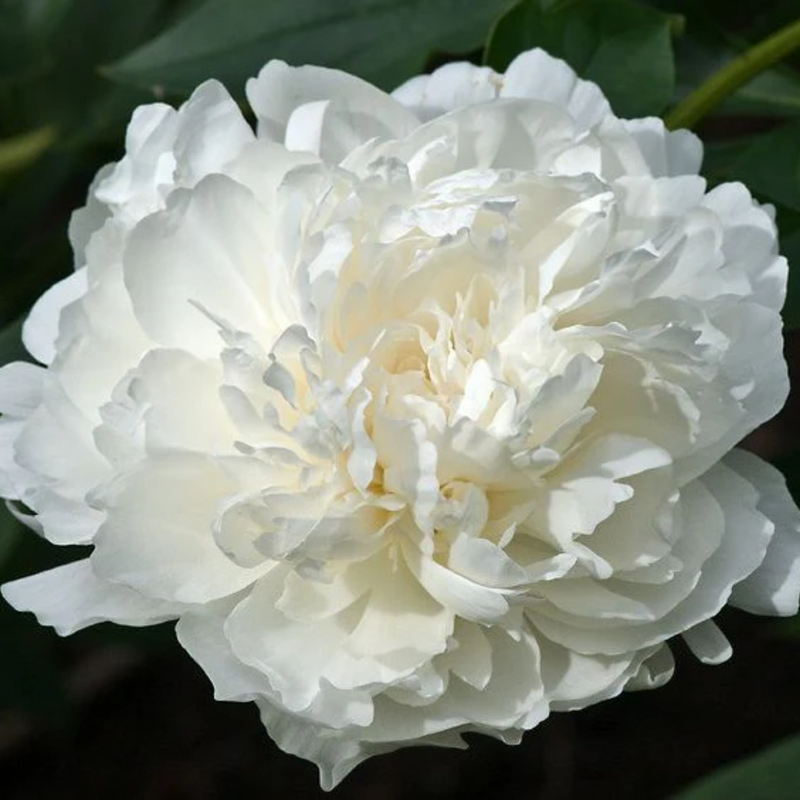 Elsa Sass Peony