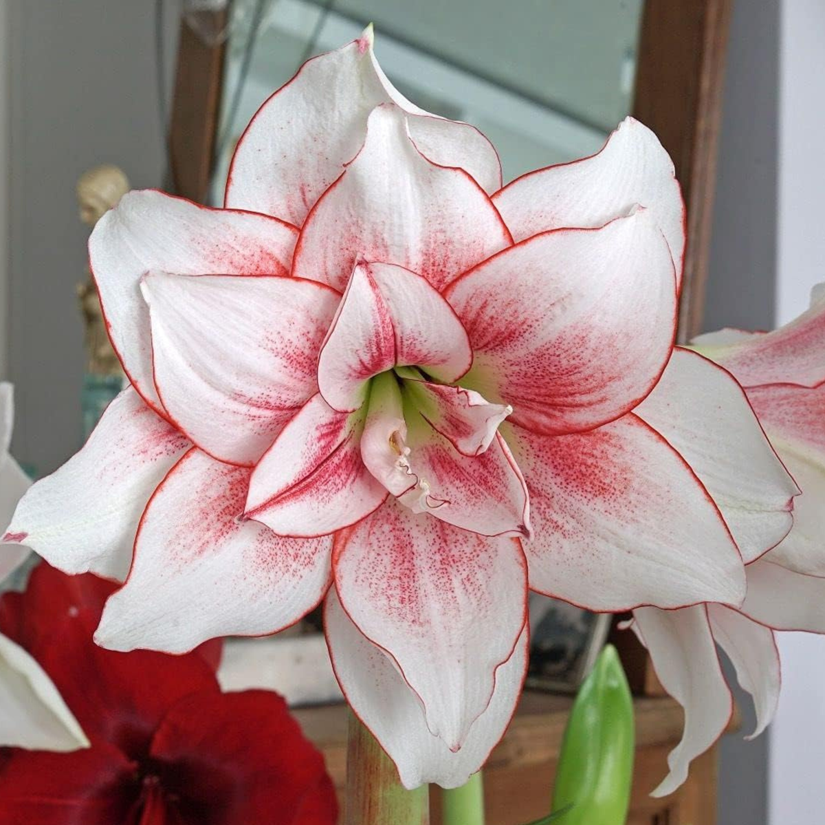 Potted Amaryllis