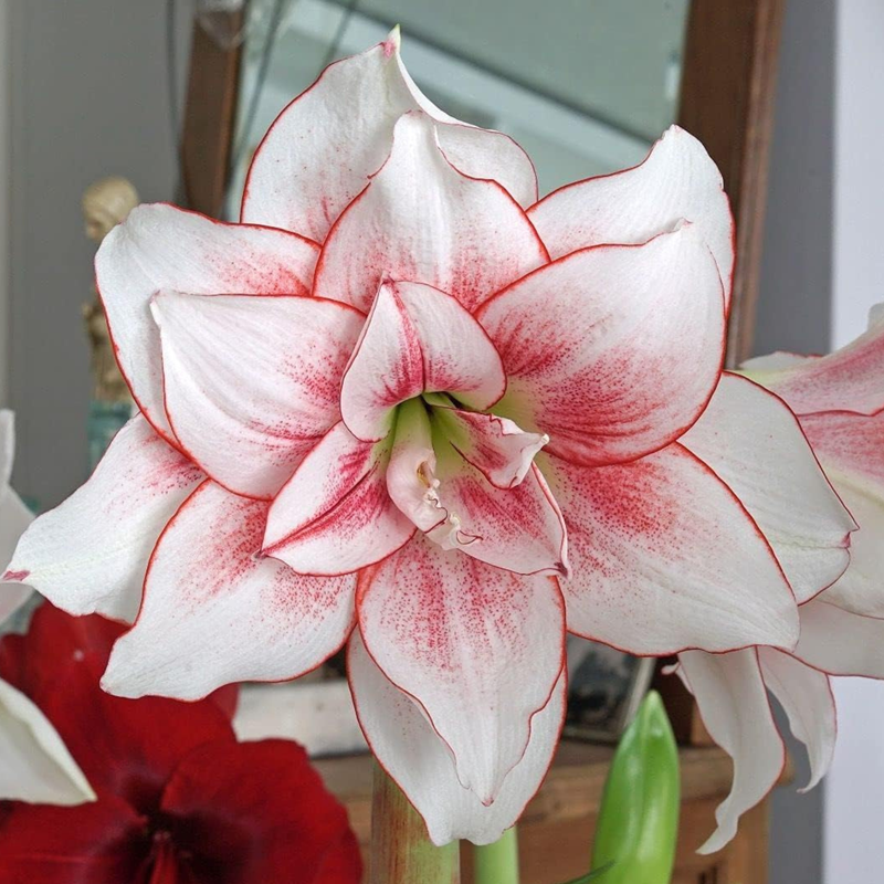 Potted Amaryllis