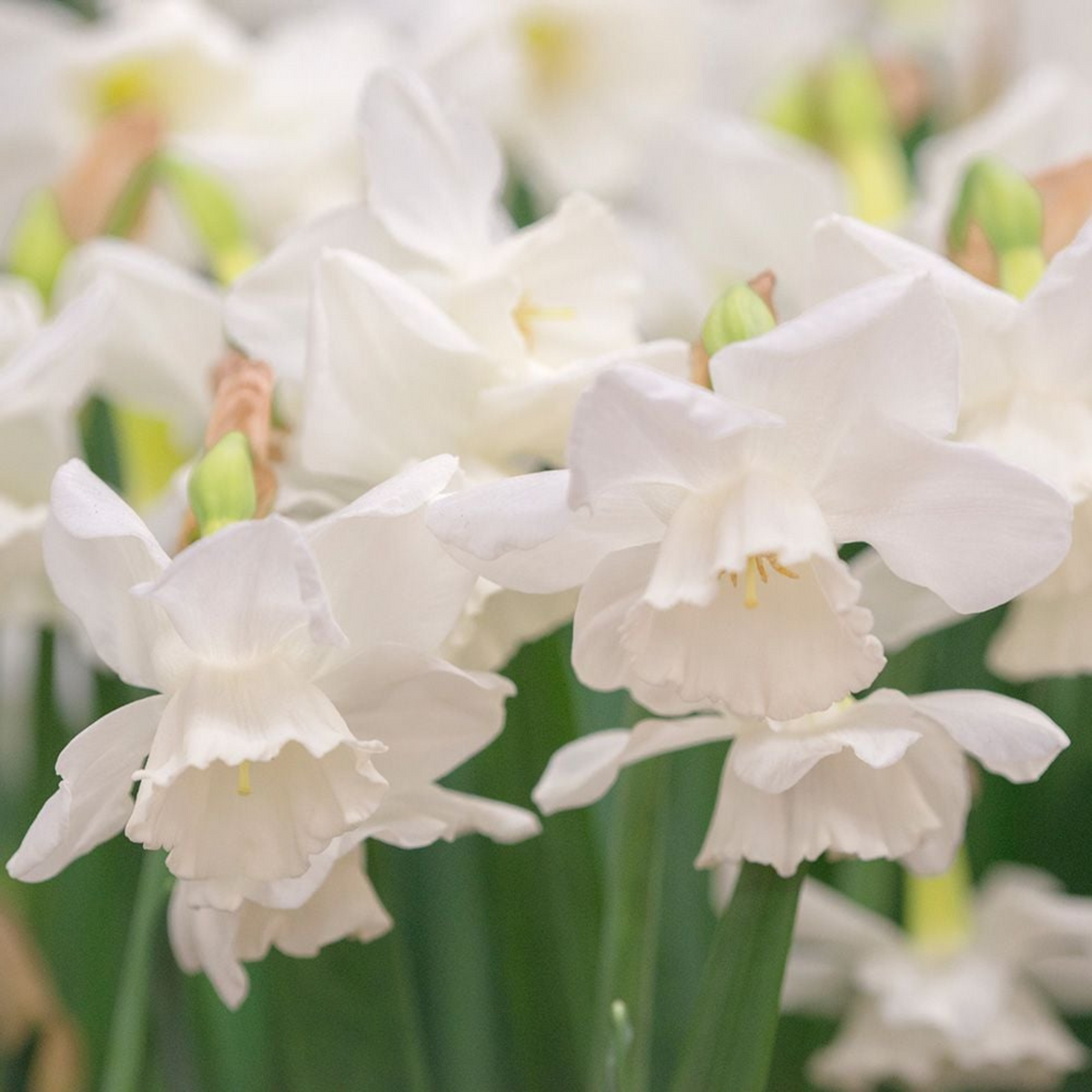 Elvin's Voice Narcissus