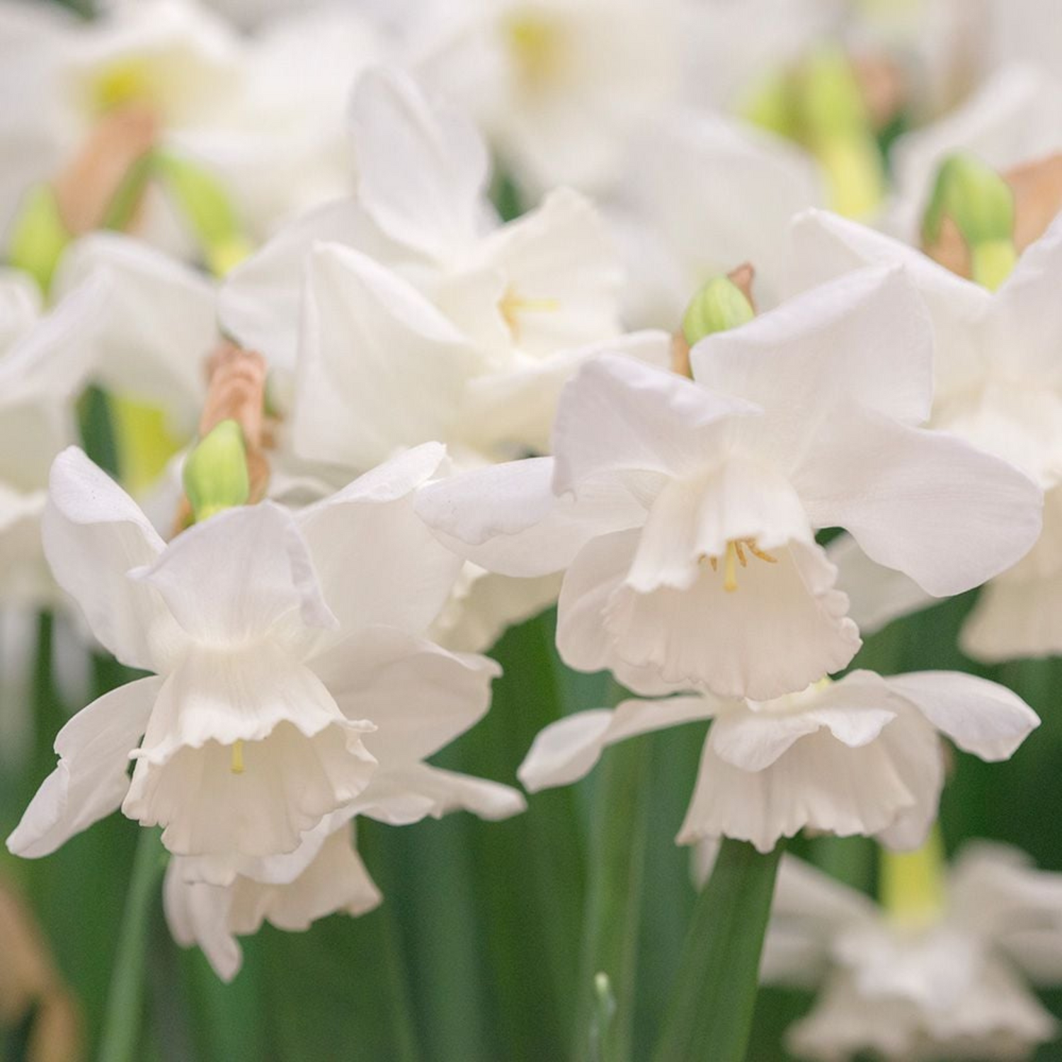 Elvin's Voice Narcissus