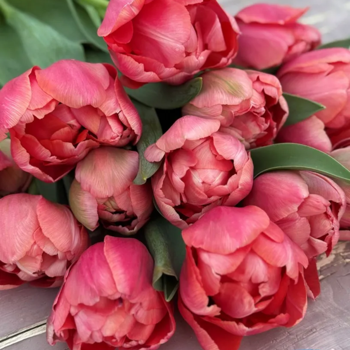 Etched Salmon Tulip Bulbs