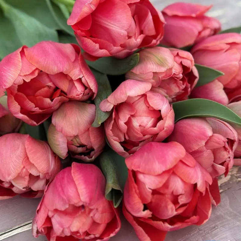 Etched Salmon Tulip Bulbs
