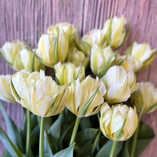 White Valley Tulip Bulbs