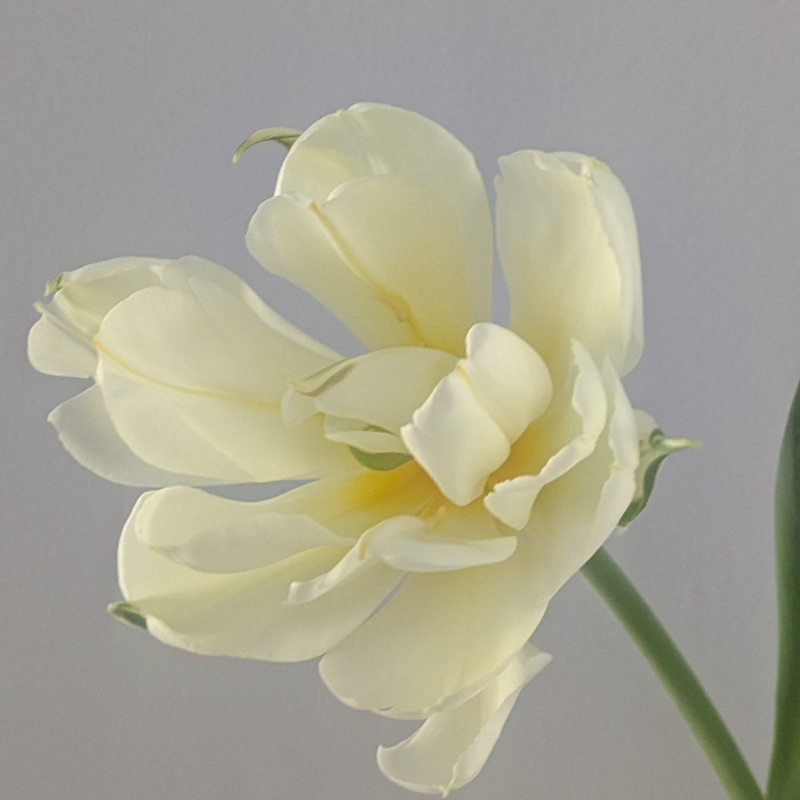 White Valley (Exotic Emperor) Tulip Bulbs