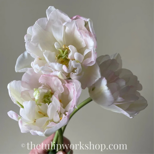 Finola Tulip Bulbs